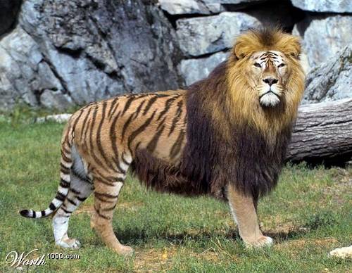 liger